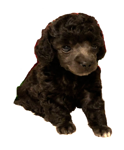 Teacup Toy Poodle Puppies for Sale